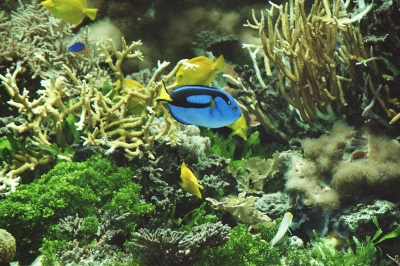 Meerwasseraquarium 2