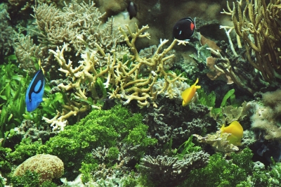 Meerwasseraquarium 3