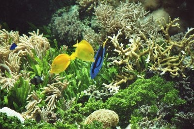 Meerwasseraquarium 5