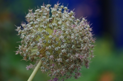 Sternkugellauch