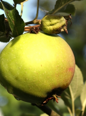 Äpfel 2