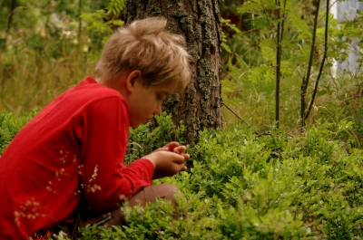 Blaubeeren pflücken - Sommer in Südschweden