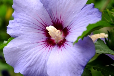 Blaue Blüten 1