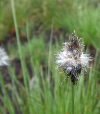 Torfwerk - Grasblüte