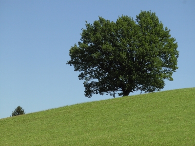 Der Baum