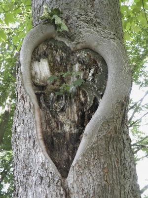 Baum_mit_Herz