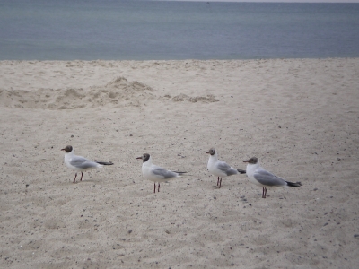 Vier Möwen am Strand