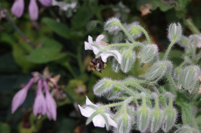 Borretsch mit Biene