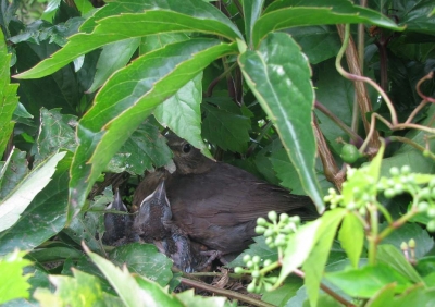 Im Nest