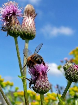 Distelblüte mit Biene