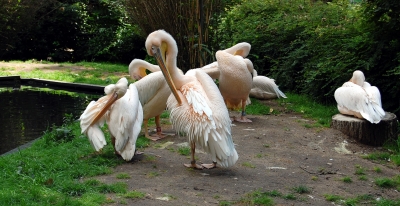 Gefiederpflege bei den Pelikanen