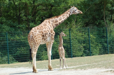 Giraffenmama