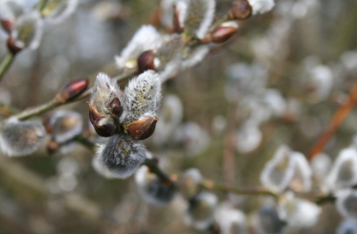 Weide im Frühling