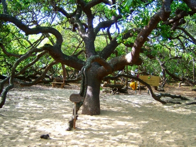 Der groeßte Cashew- Baum  der Welt