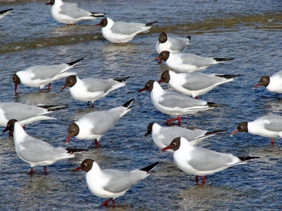 Möwen an der Ostsee