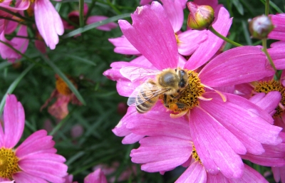 Biene auf Blüte