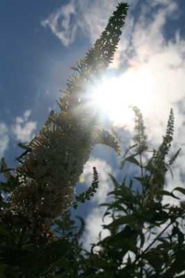 Schmetterligsflieder im Sonnenschein