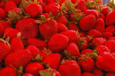 Die Erdbeere