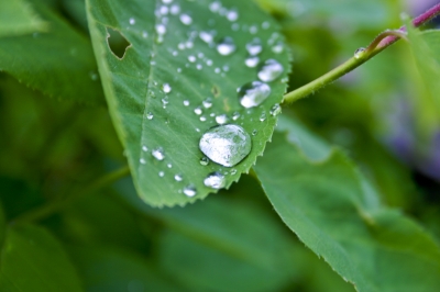 Regentropfen auf grünem Blatt