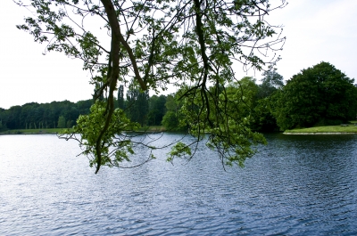 Baumzweige nahe See