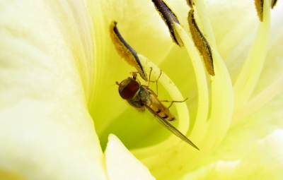Fliege in Lilienblüte 2