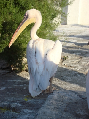 Pelikane auf Mykonos