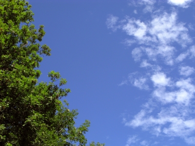 Leises Rauschen im Wind