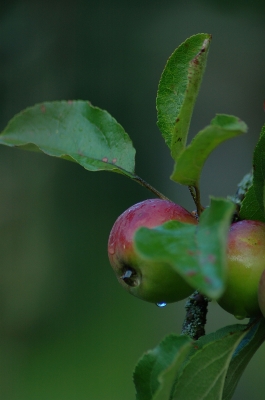 Apfel am Morgen ......