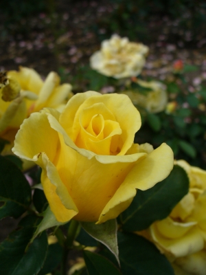 Rosen in Blüte