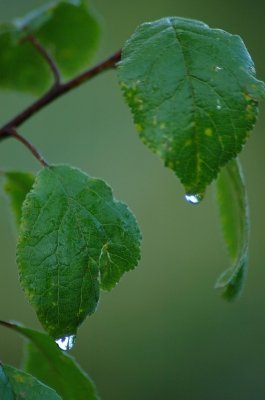 Wassertropfen