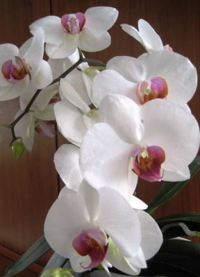 Weiße Orchideen......