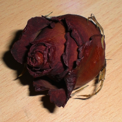 Verwelkte Rose 1