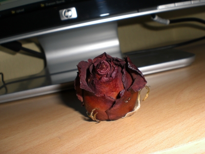 Verwelkte Rose 3
