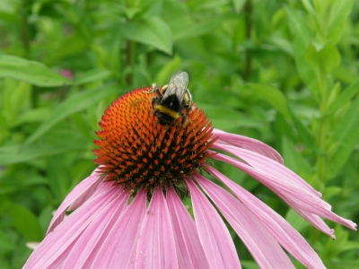 hummel auf blüte