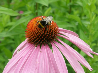 hummel auf blume1