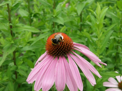 hummel auf blume2