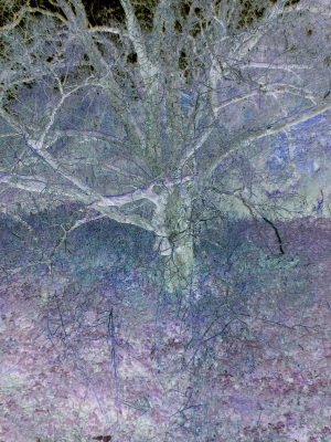 Geisterbaum I