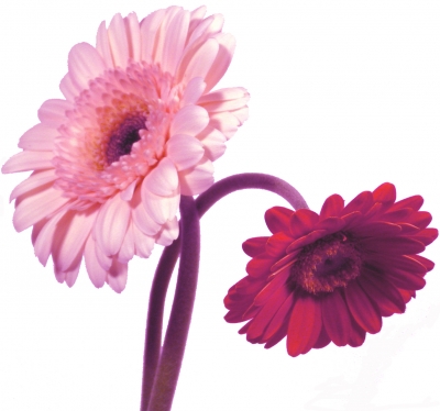 Gerbera1