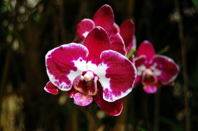 Orchideenimpression #2