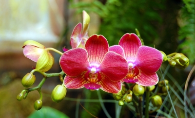 Orchideenimpression #3