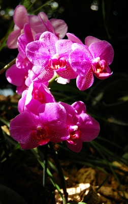 Orchideenimpression #4