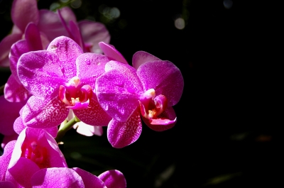 Orchideenimpression #5