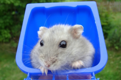 Hamster Charly 5