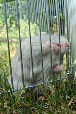 Hamster Charly 6 - lasst mich hier raus!