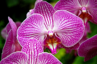 Orchideenimpression #6