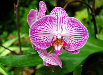 Orchideenimpression #7