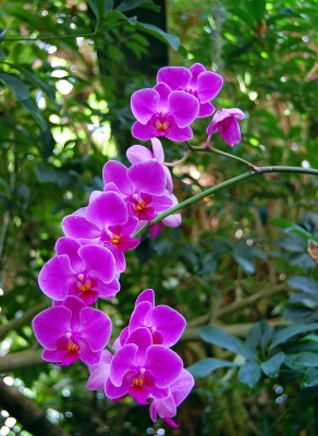 Orchideenimpression #8
