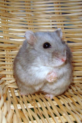 Hamster Charly 10