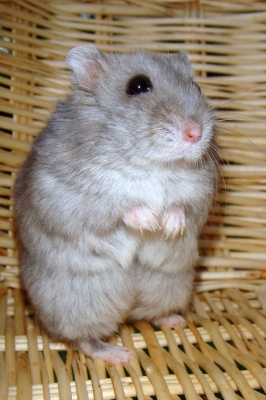 Hamster Charly 11