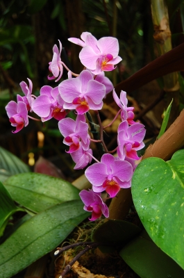 Orchideenimpression #9